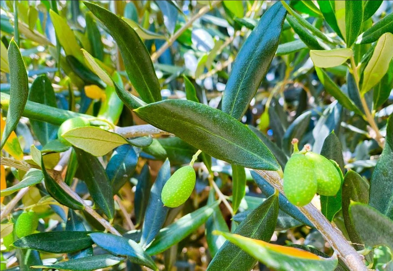 Aceituna 2