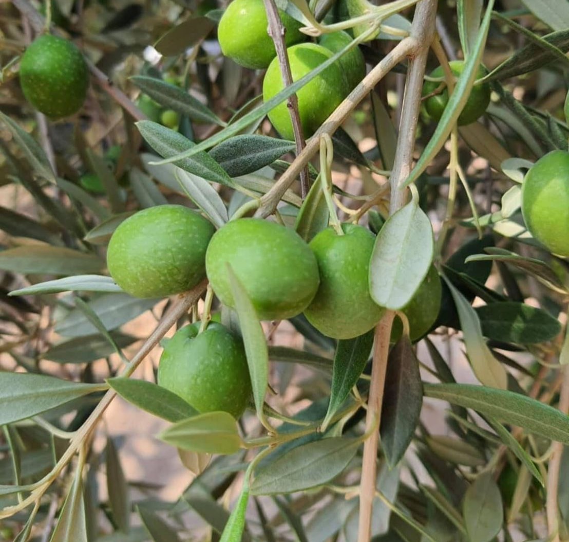 Aceituna 3