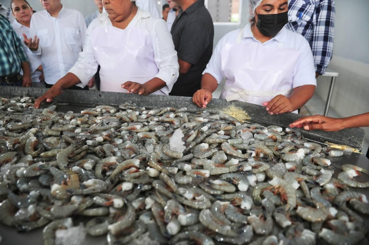 Producción pesquera 4