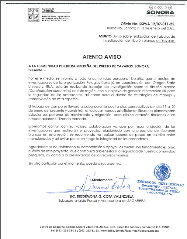 Realizan trabajos de investigación del tiburón blanco en Yavaros