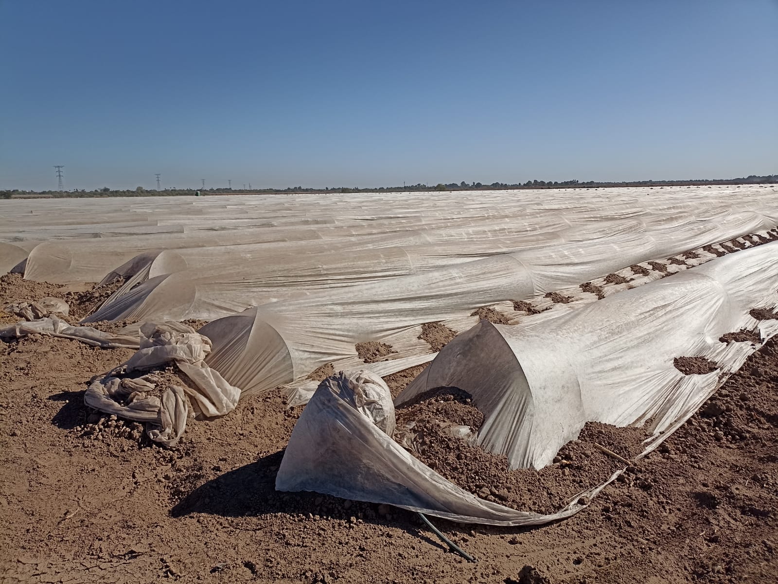 recomendaciones preventivas a productores por llegada de Segunda Tormenta Invernal 4